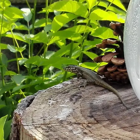 Séjour à la campagne Casa Badinot Diano dʼAlba