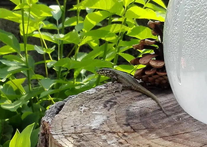 Casa di campagna Casa Badinot Diano dʼAlba